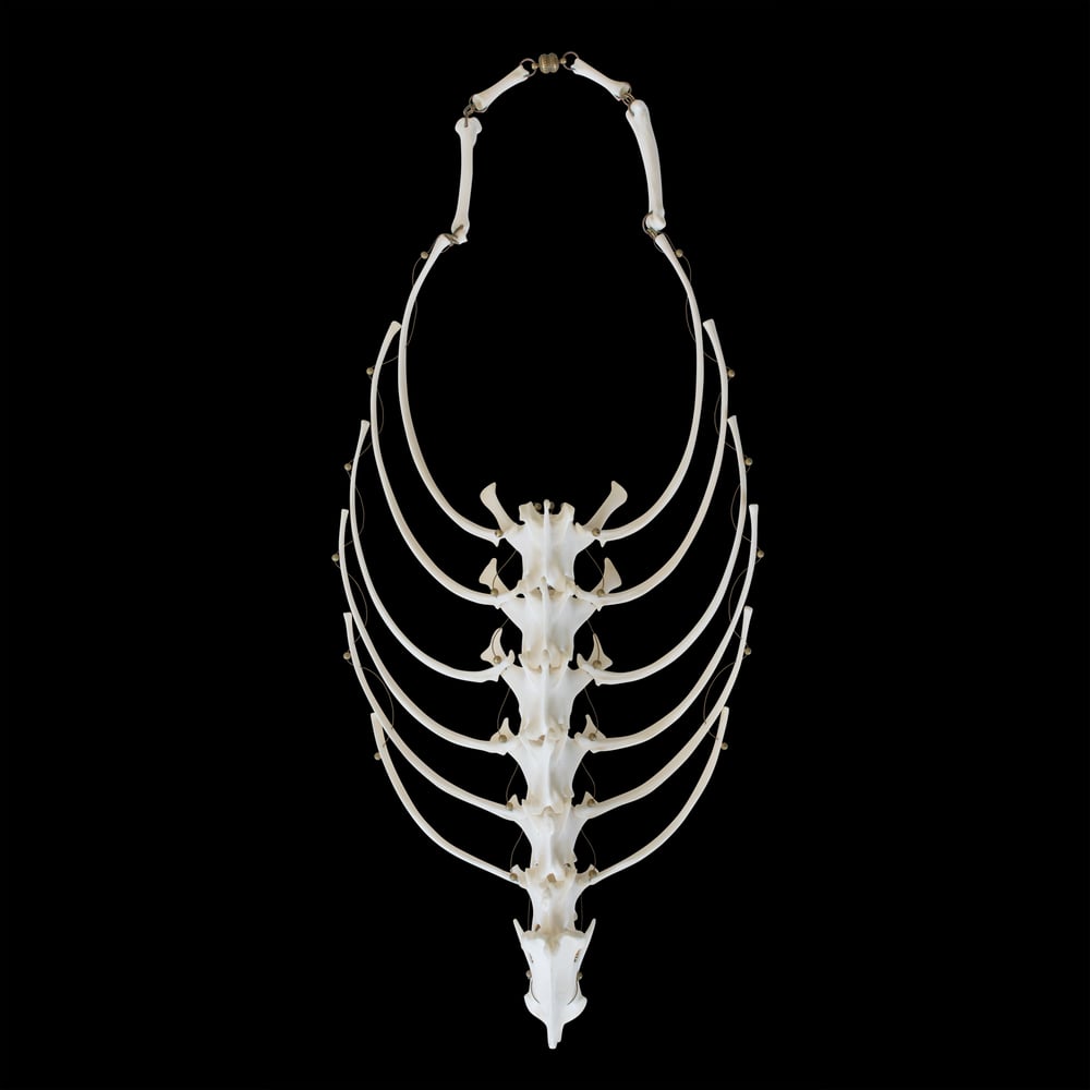 Image of Ribcage Necklace