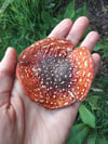 CLASS RECORDINGS • Merry Mushroom :: Amanita muscaria Myth & Medicine OG Series 2020-2022