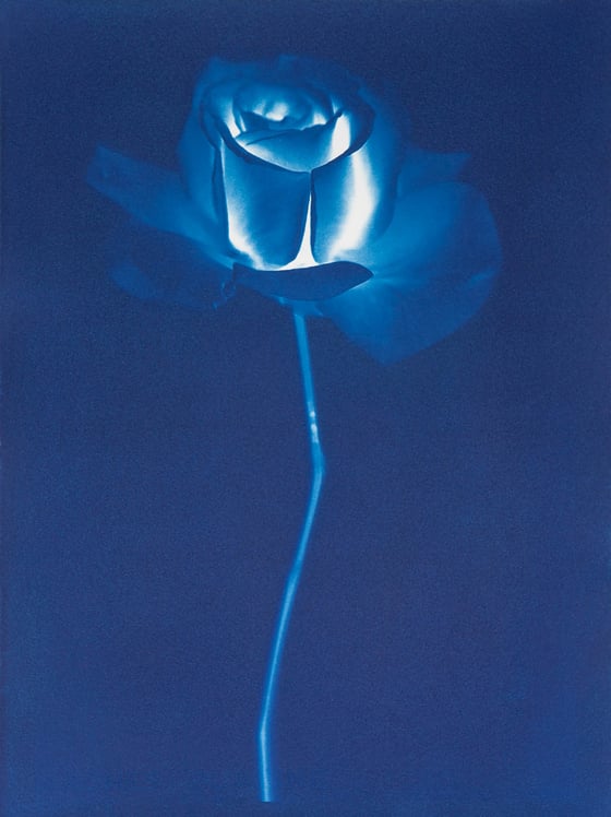 Image of Rose (Blue), 2023