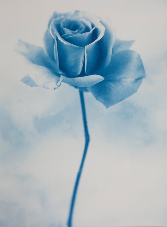 Image of Rose (White), 2023