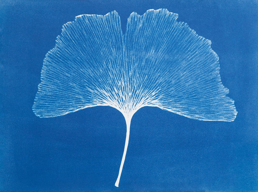 Image of Gingko (Blue), 2023