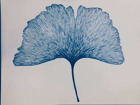 Image of Gingko (White), 2023