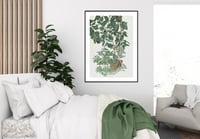 Image 4 of Sam Szafran - Untitled, Plants, Giclee Print, Monstera Palm Poster