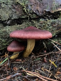 Image 2 of Cortinarius Smithii (red dye fungi)