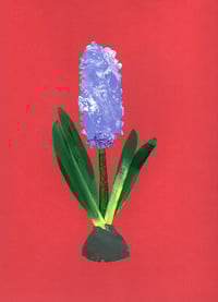 Image 3 of Hyacinth