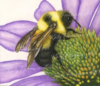 "Bombus Affinis" Art Print