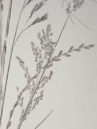 Image 2 of Grass Bunch 02 - Original Botanical Monoprint - Framed Print 