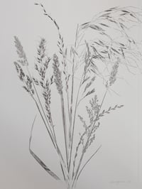 Image 4 of Grass Bunch 02 - Original Botanical Monoprint - Framed Print 