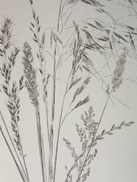 Image 3 of Grass Bunch 02 - Original Botanical Monoprint - Framed Print 