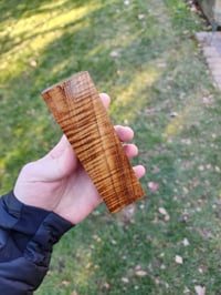 Image 1 of Tasmanian Blackwood 11