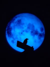 Image 2 of Bird on a Sign with Moon Original
