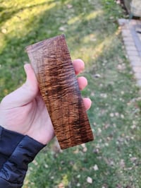 Tasmanian Blackwood 17