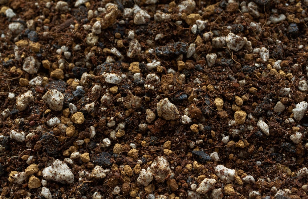 Image of Cactus Mix