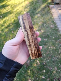 Image 4 of Tasmanian Blackwood 26