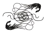Image 2 of Shrimp Illustration Tattoo Rights