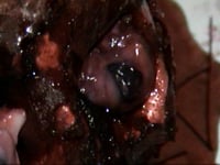 Image 4 of The Flesh and Blood Collection DVD