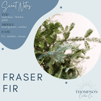 Image 1 of Fraser Fir