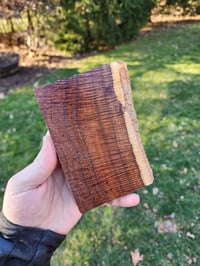Image 2 of Western Myall 2