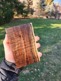 Image 1 of Western Myall 11