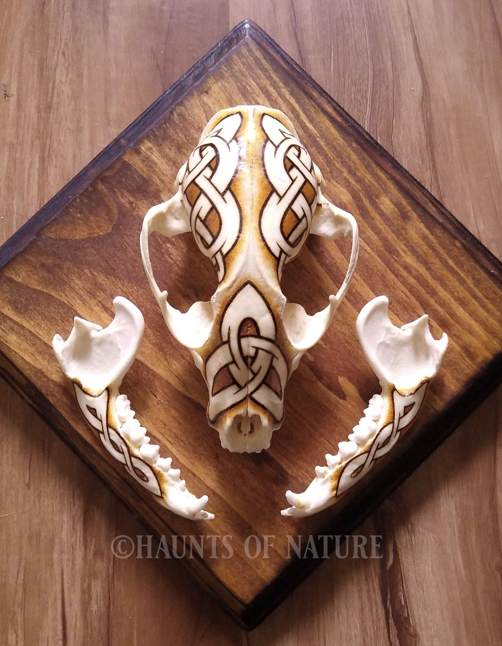 Pyrography Raccoon Skull with Nordic Knotwork