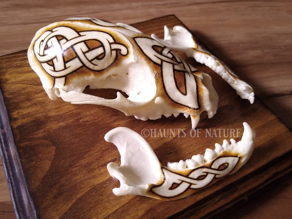 Pyrography Raccoon Skull with Nordic Knotwork