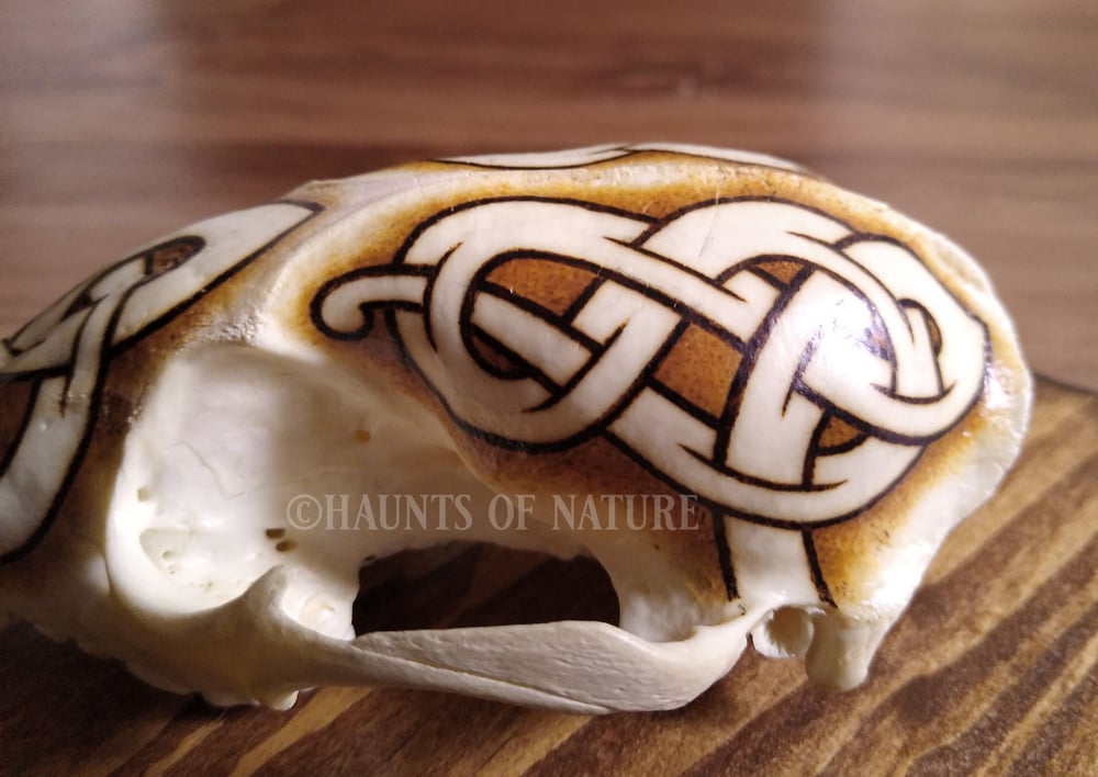 Pyrography Raccoon Skull with Nordic Knotwork