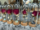 Image 3 of S-Terrariums of Dreams