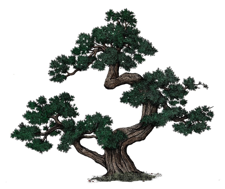 Image of Little Pine