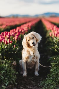 Image 4 of Golden Hour at the Tulips 