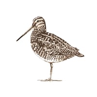 Image 3 of HAND DRAWN SNIPE SIGNED NATURE PRINT