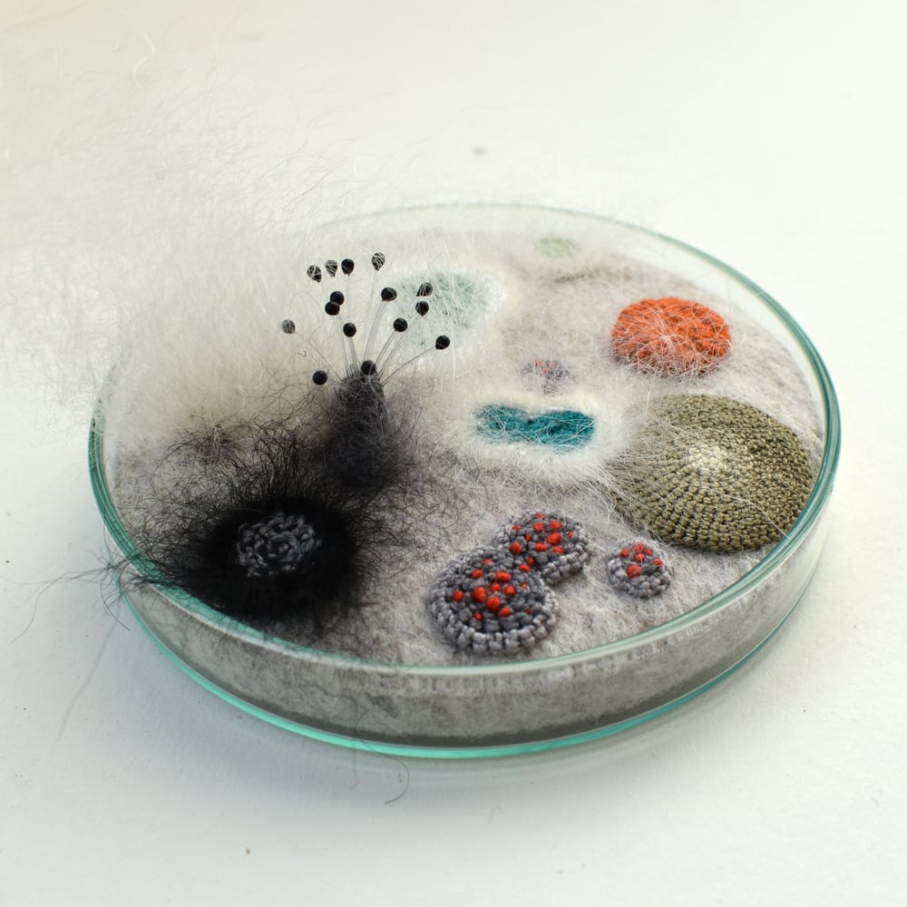 Image of Reserved - 9cm Petri dish