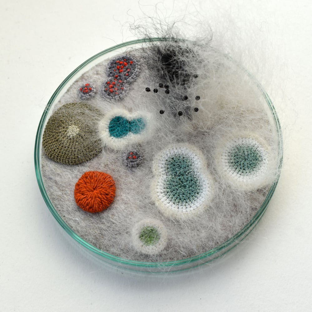 Image of Reserved - 9cm Petri dish