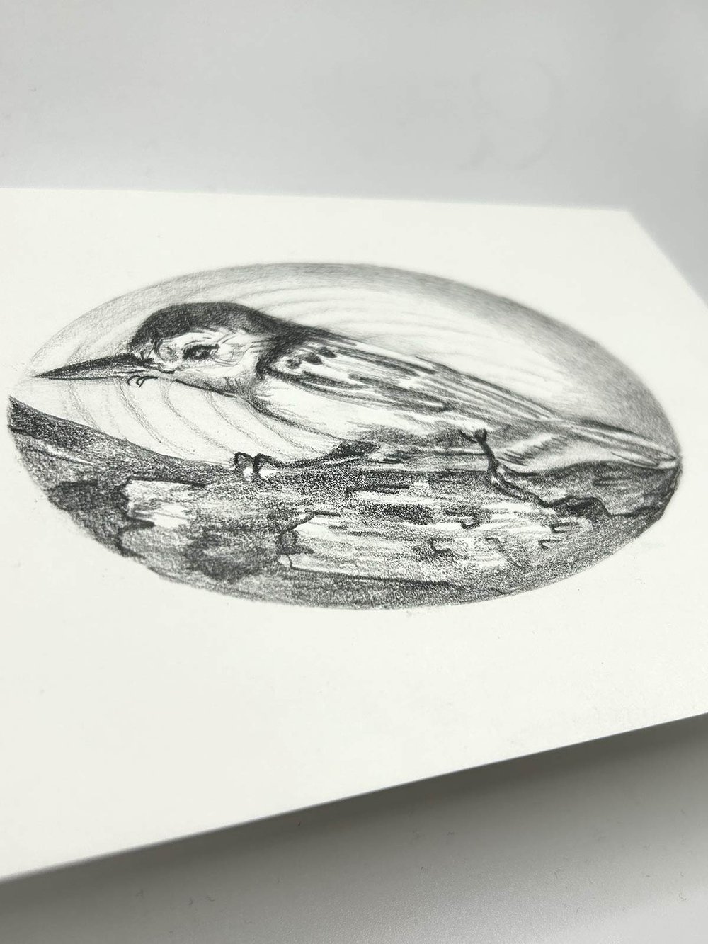 Sitta carolinensis – White-breasted nuthatch graphite drawing