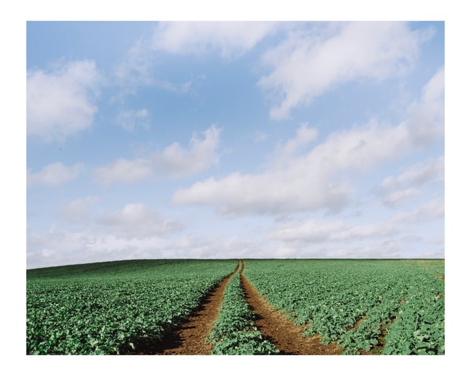 Image of Cabbage Field