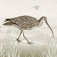 Image 3 of HAND DRAWN CURLEW SIGNED ART PRINT