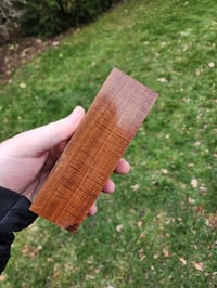 Image 3 of Ringed Gidgee 17