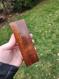 Image 1 of Ringed Gidgee 17