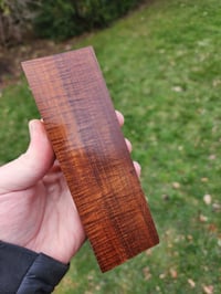 Image 2 of Ringed Gidgee 17