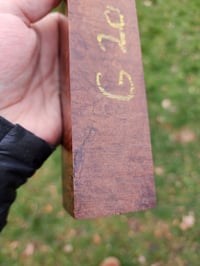 Image 3 of Ringed Gidgee 20