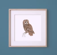 Image 1 of HAND DRAWN TAWNY OWL SIGNED NATURE PRINT