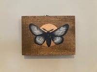 Image 3 of Grey and Gold Moth