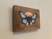 Image 2 of Grey and Gold Moth