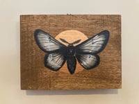 Image 1 of Grey and Gold Moth