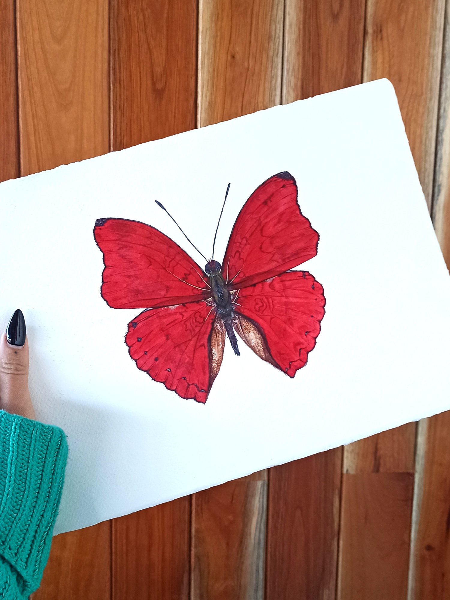 Image of Cymothoe sangaris, the blood-red glider watercolor illustration PRINT 