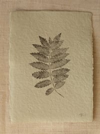 Image 1 of Rowan Ash - Original Monoprint on Handmade Paper.