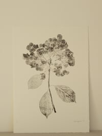 Image 1 of Hydrangea A3 - Original Botanical Monoprint