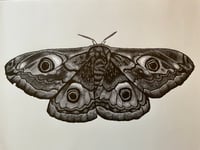 Image 1 of Emperor Moth Lino Print