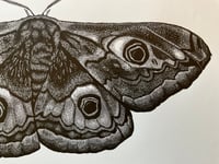 Image 5 of Emperor Moth Lino Print