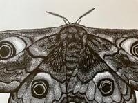 Image 4 of Emperor Moth Lino Print