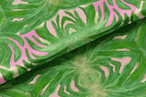 Image of Parakeet Monstera